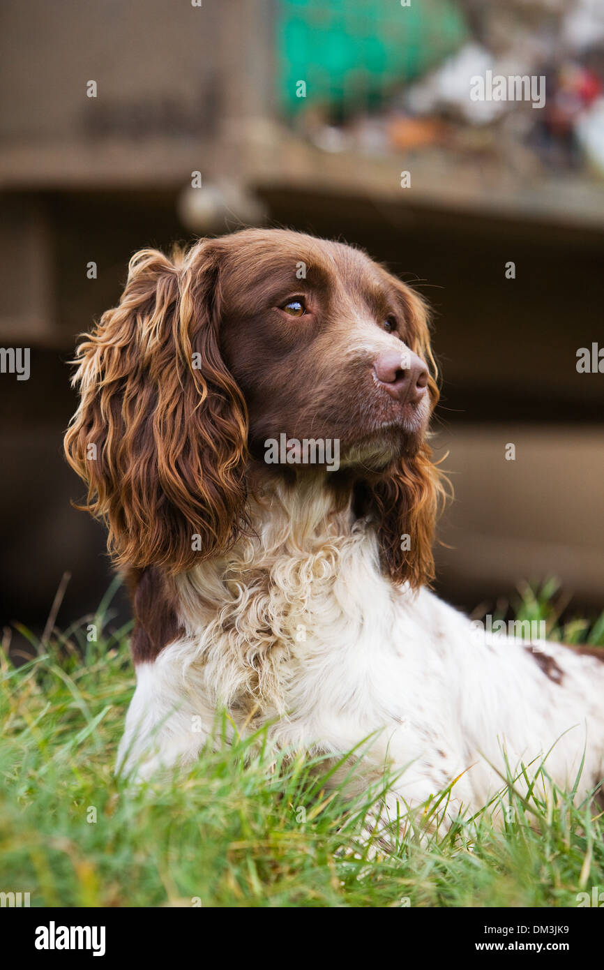 Un fegato e white English Springer Spaniel su un fagiano sparare in Inghilterra Foto Stock