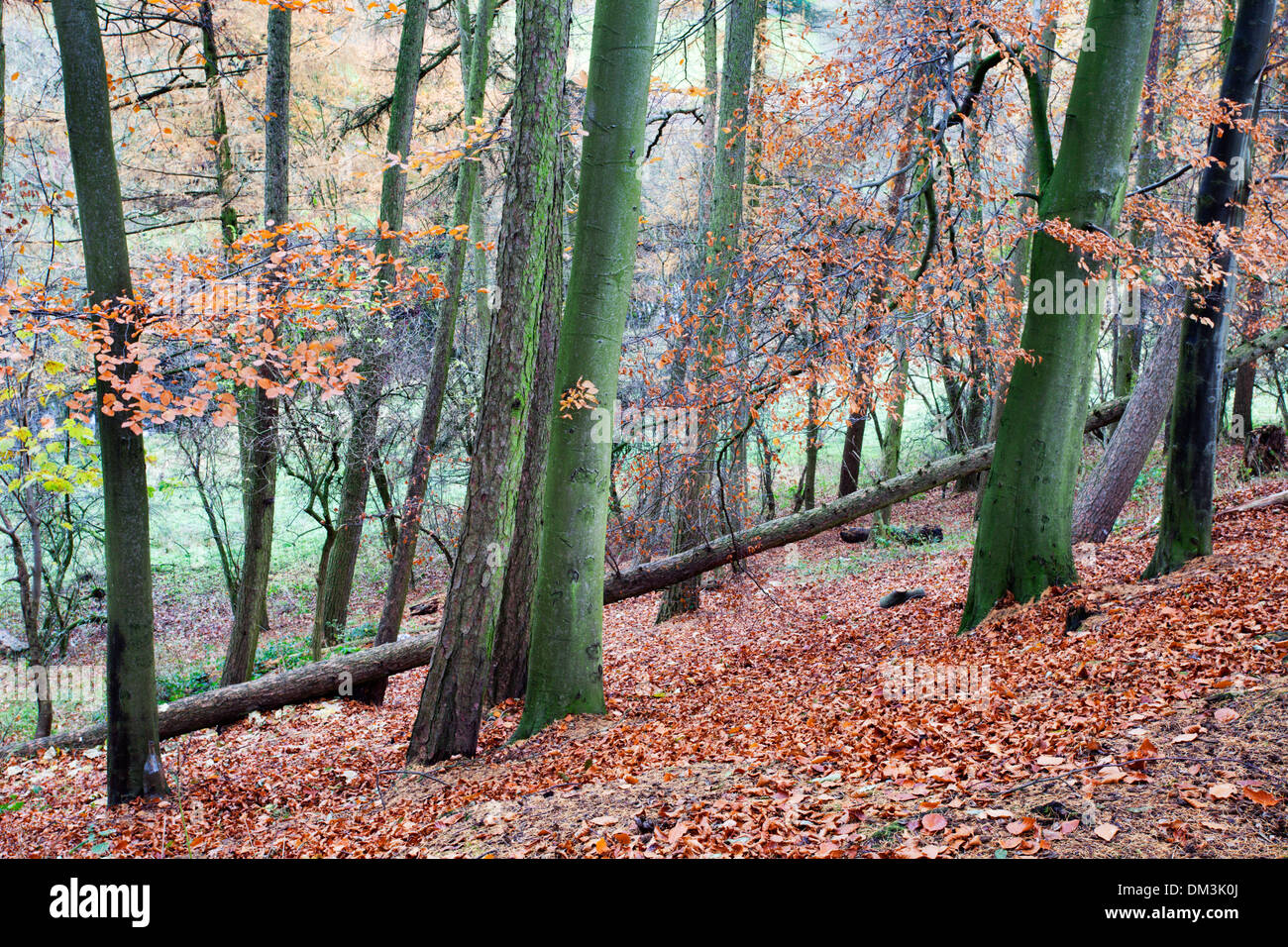 Bosco autunnale vicino a Knaresborough North Yorkshire, Inghilterra Foto Stock