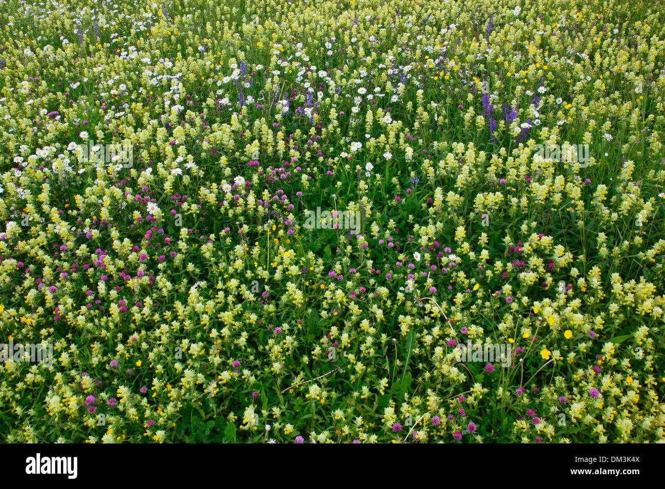 Fiore fiori Flower meadow plain molla pascolo di sfondo a bassa fertilità pattern di massa prato estivo abstract blossom luminose Foto Stock
