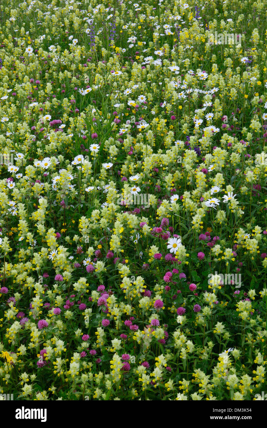 Fiore fiori Flower meadow plain molla pascolo di sfondo a bassa fertilità pattern di massa prato estivo abstract blossom luminose Foto Stock