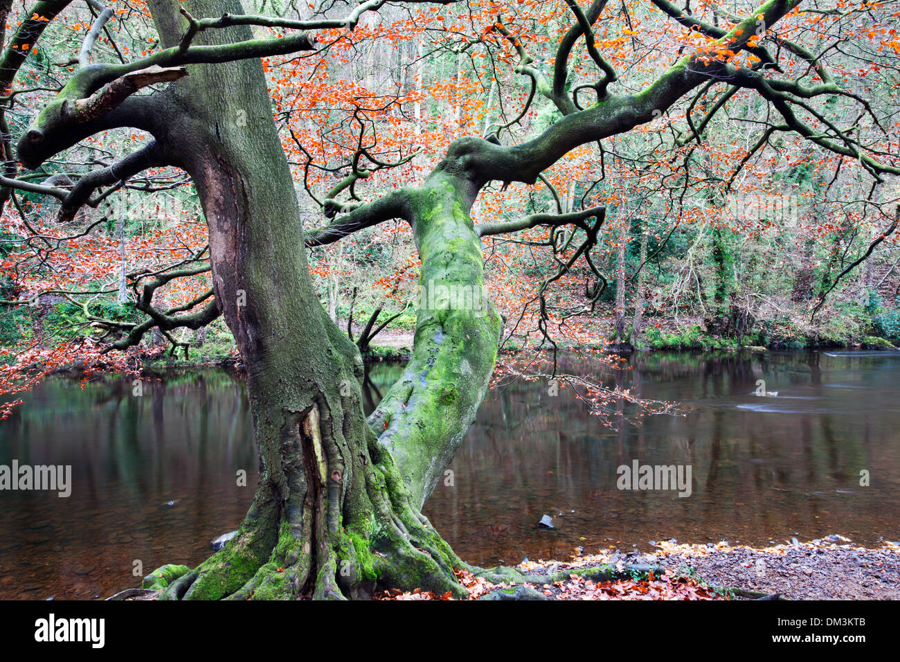 Autumn Tree dal fiume Nidd in Nidd gola dei boschi Knaresborough North Yorkshire, Inghilterra Foto Stock
