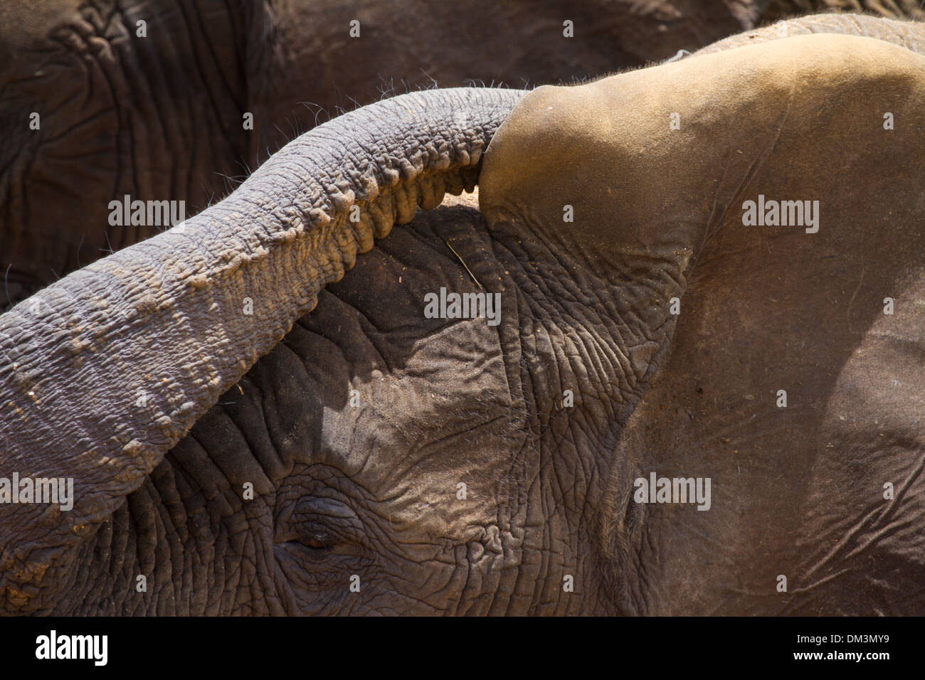 I giovani dell' elefante africano (Loxodonta africana) Bush o di Elefanti Elefante Savana Foto Stock