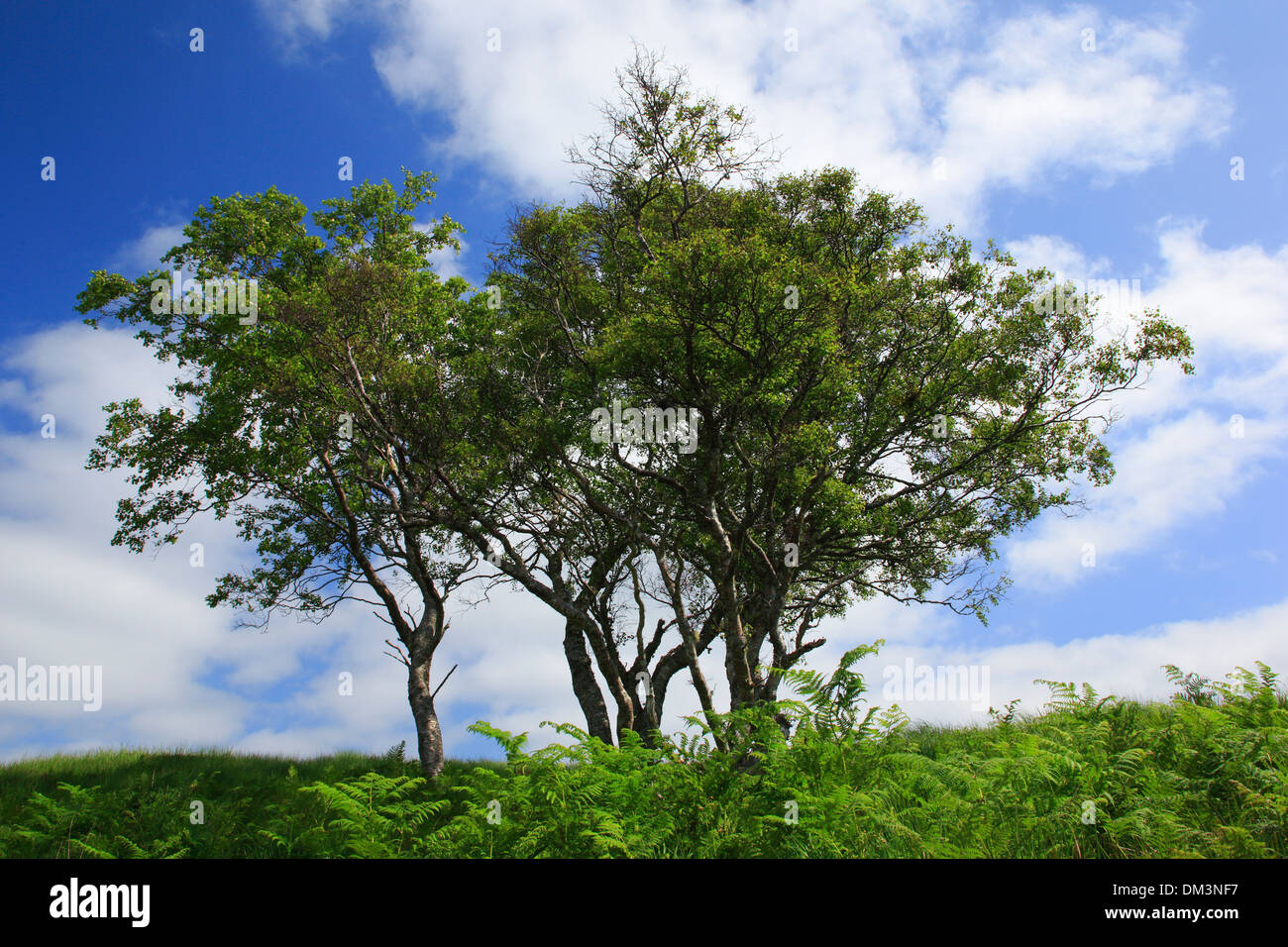 Gruppo albero di alberi alberi Gran Bretagna Europa Highland highlands scenario natura Highlands della Scozia estate scozzese di vegetazione Foto Stock