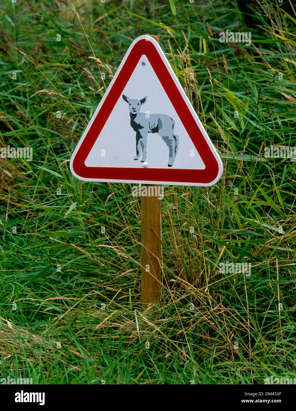 Segno: Attenzione pecora!, Schild: Achtung Schafe! Foto Stock