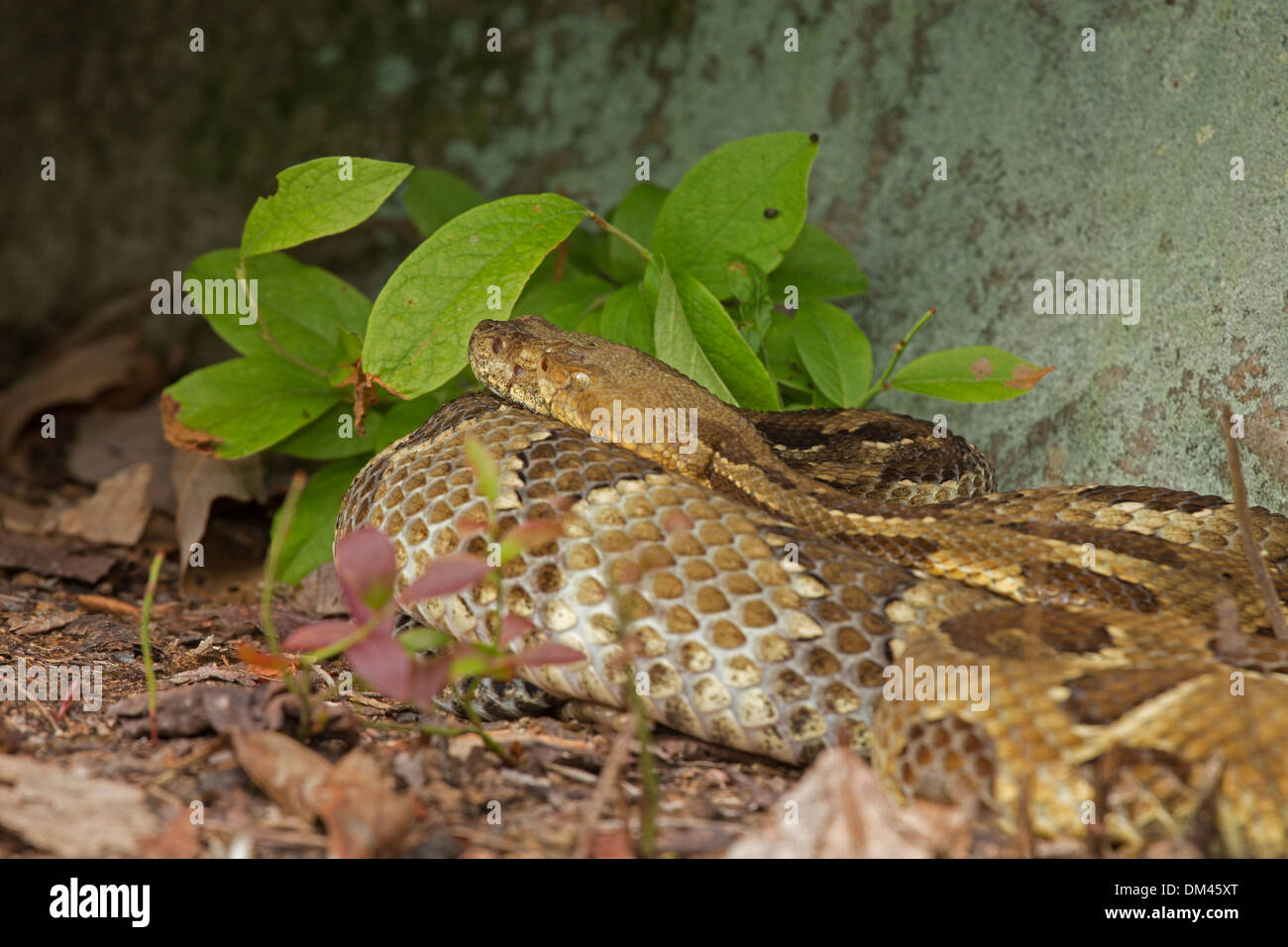 Legname Rattlesnake Crotalus horridus, Pennsylvania, gravido crogiolarsi femmine, con faccia deformata del viso due box su un lato Foto Stock
