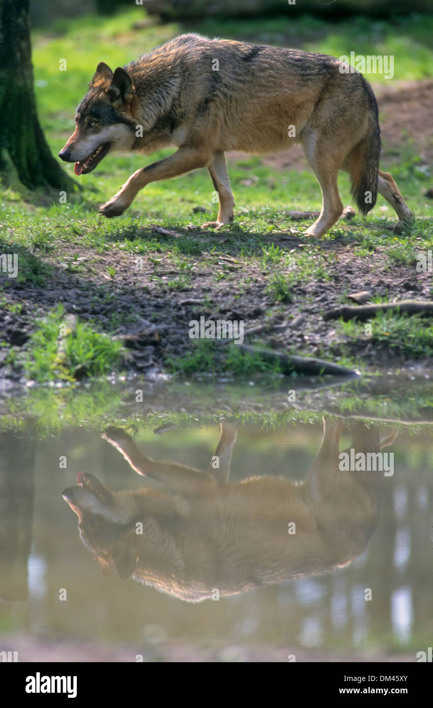 Europäischer Wolf, Lupo (Canis lupus), europeo Wolf, lupo (Canis lupus) Foto Stock