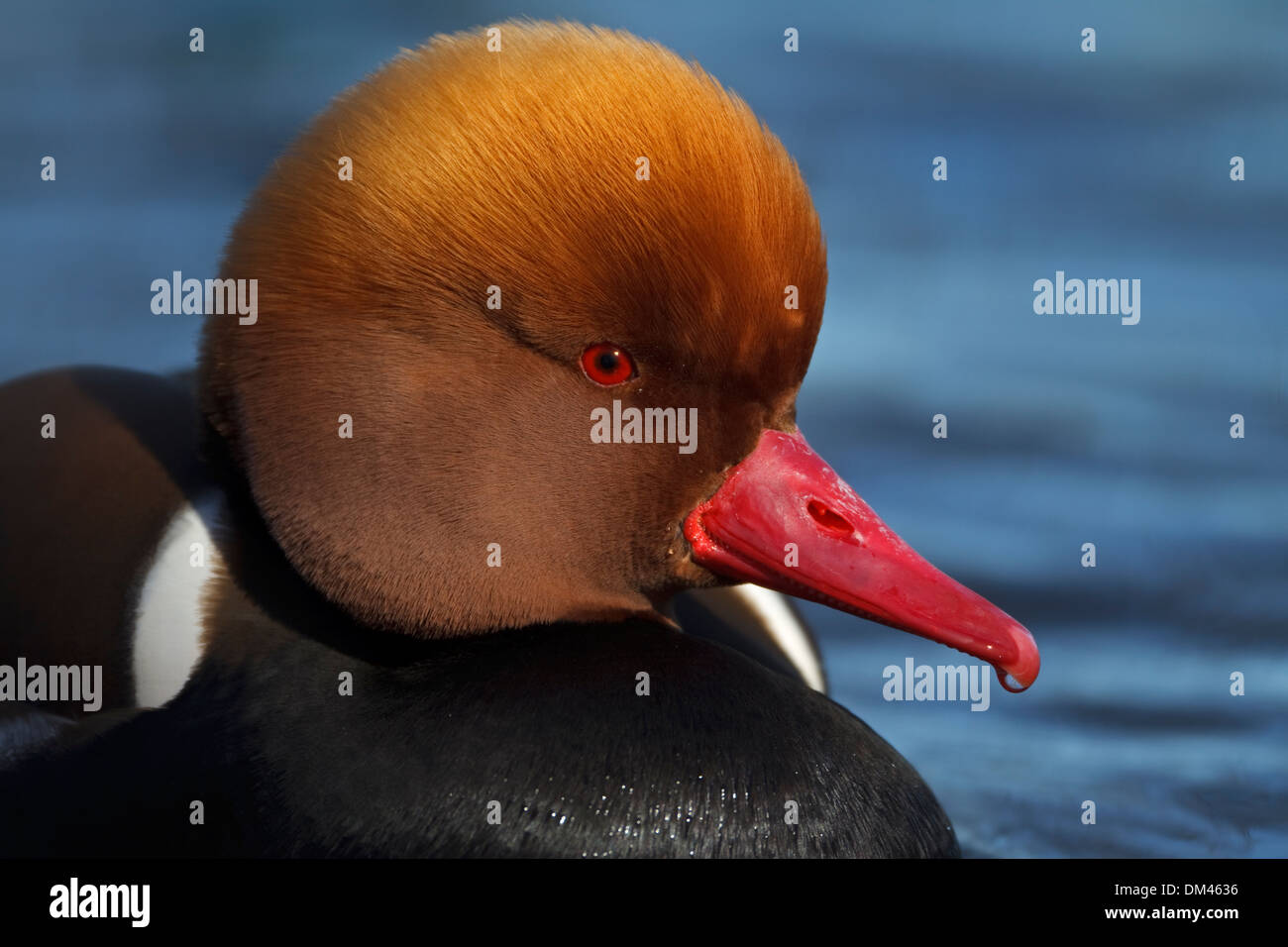 Rosso-crested Pochard (Netta rufina), maschio Foto Stock