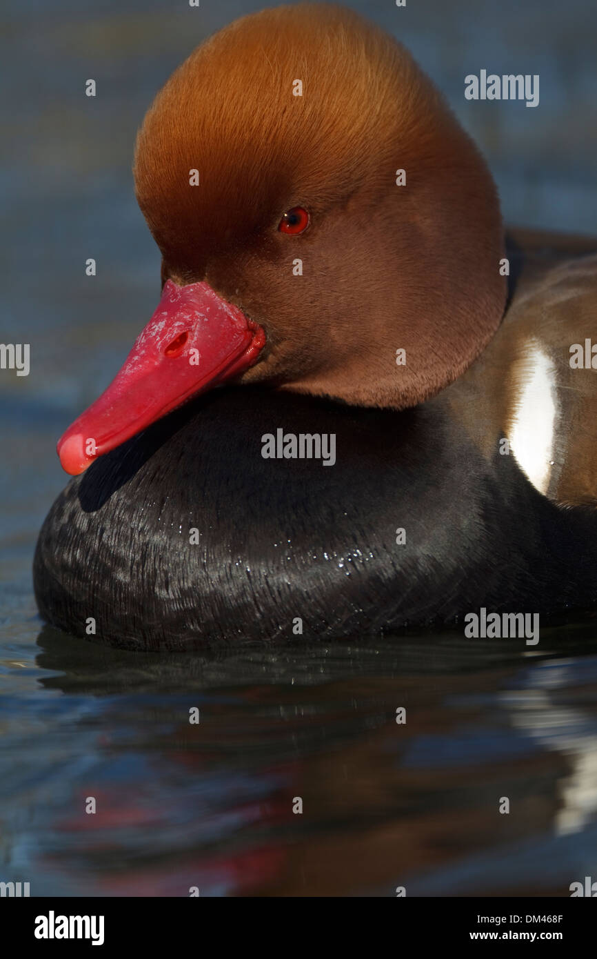 Rosso-crested Pochard (Netta rufina), maschio Foto Stock