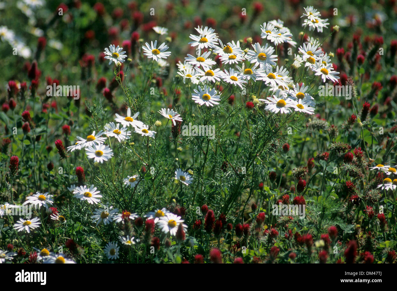 Echte Kamille (matricaria recutita) Foto Stock