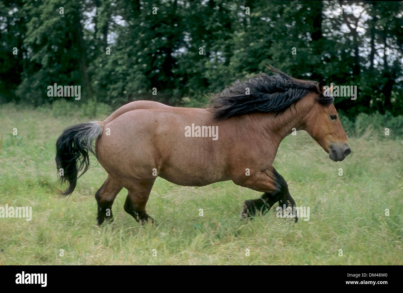 Britisches Kaltblut, Hengst, Shirehorse, Stute mit Fohlen, Shire cavallo Foto Stock