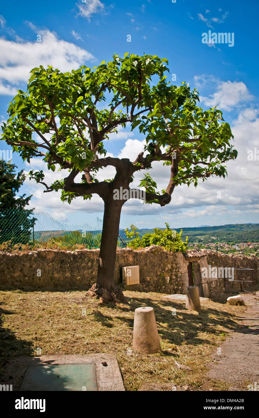 Verticale paesaggio colorato con struttura ad albero e muro di pietra, Saint-Paul-de-Vence, Francia sudorientale, Costa Azzurra, l'Europa. Foto Stock