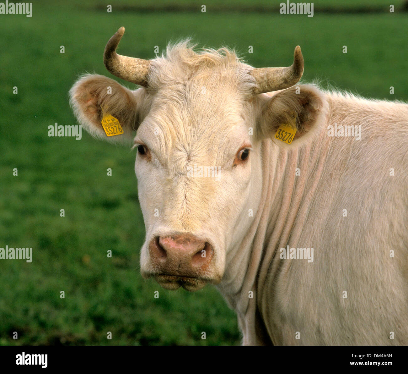 Gallese bestiame nero, Gallese nero, nero Welsh Beef, Waliser Schwarzvieh, Gallese nero, Welsh crosta nera Foto Stock