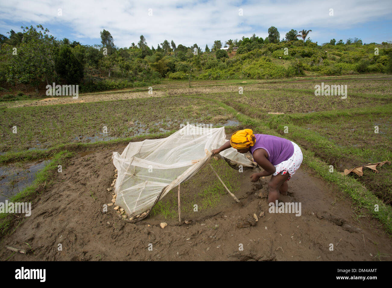 Un agricoltori trapianti stocchi di riso nelle zone rurali Vatomandry distretto, Madagascar. Foto Stock