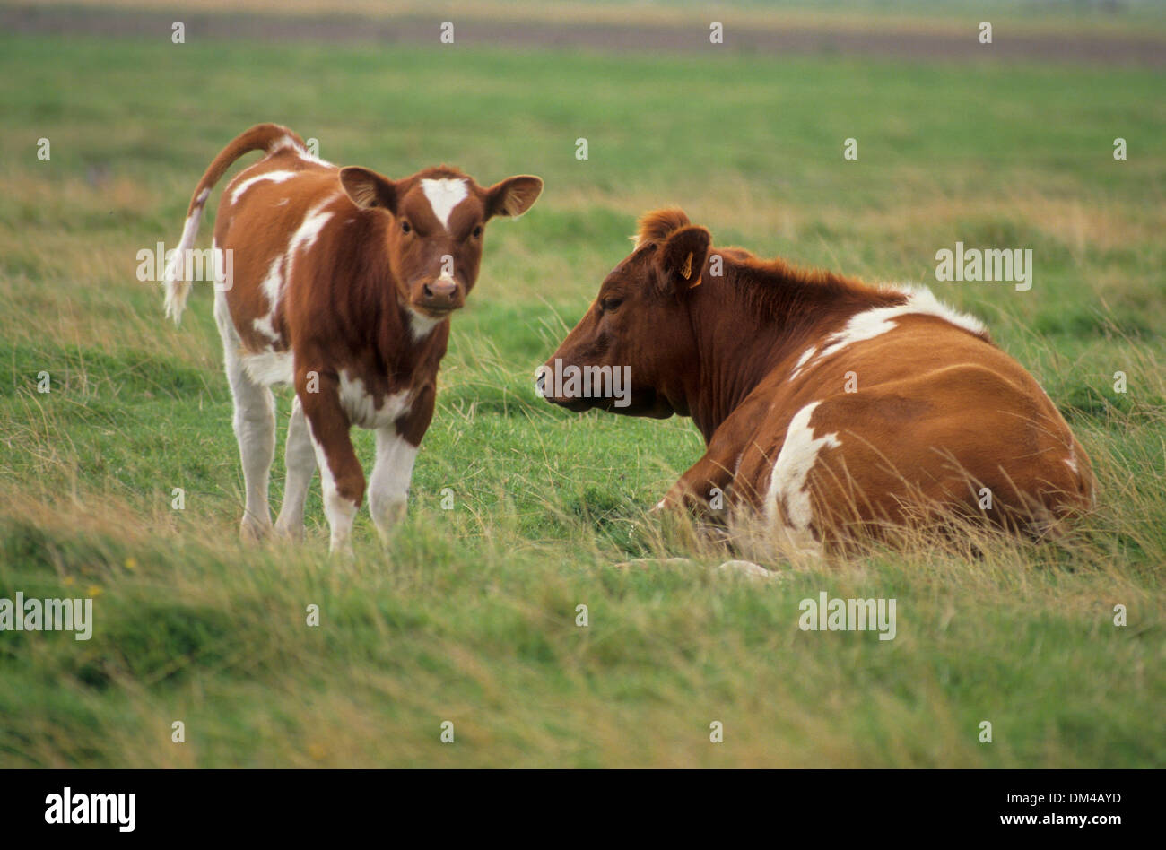 Colorato di rosso di manzo di pianura, Rotbunte Niederungsrinder, Rotbuntes Niederungsrind Foto Stock