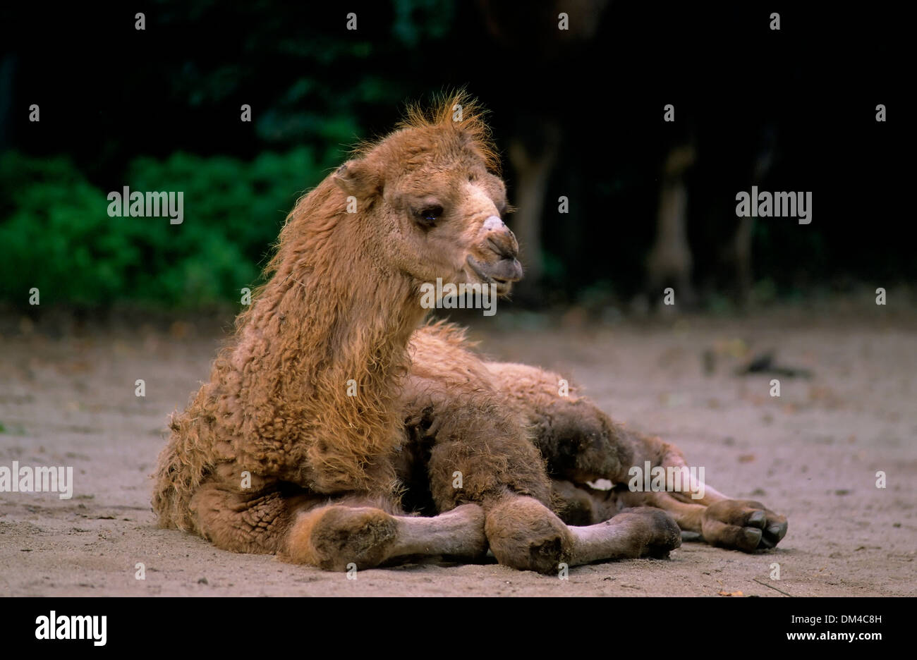 Bactrian camel (Camelus bactrianus), Trampeltier, Kamel, Trampeltier, Zweihöckriges Kamel, Baktrisches Kamel Foto Stock
