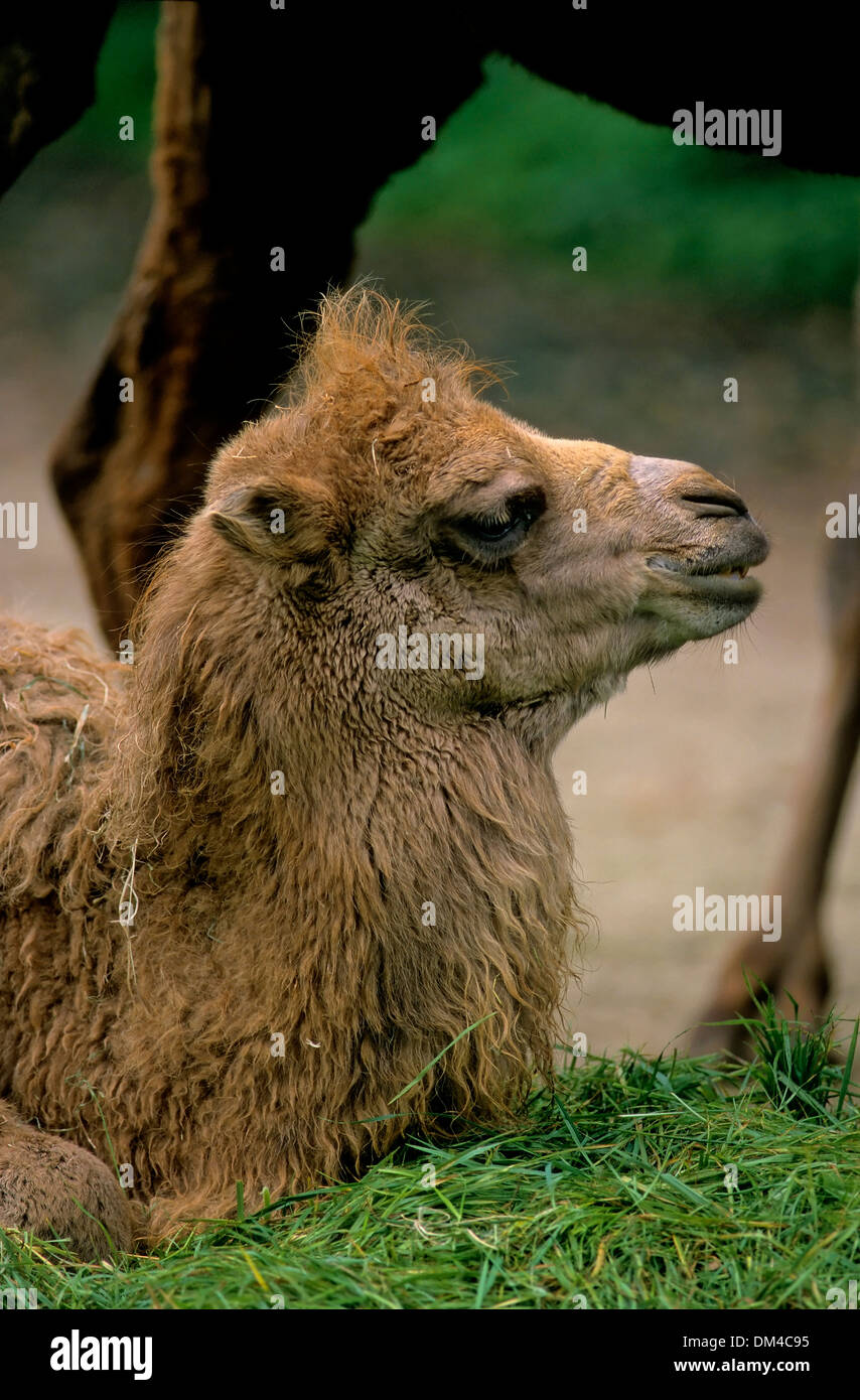 Bactrian camel (Camelus bactrianus), Trampeltier, Kamel, Trampeltier, Zweihöckriges Kamel, Baktrisches Kamel Foto Stock