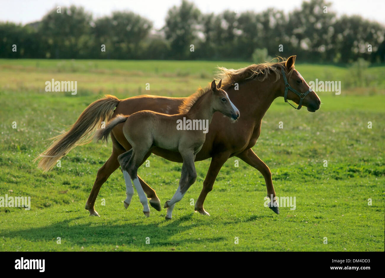 Il tedesco cavalcare pony, Deutsches Reitpony im Galopp, Foto Stock