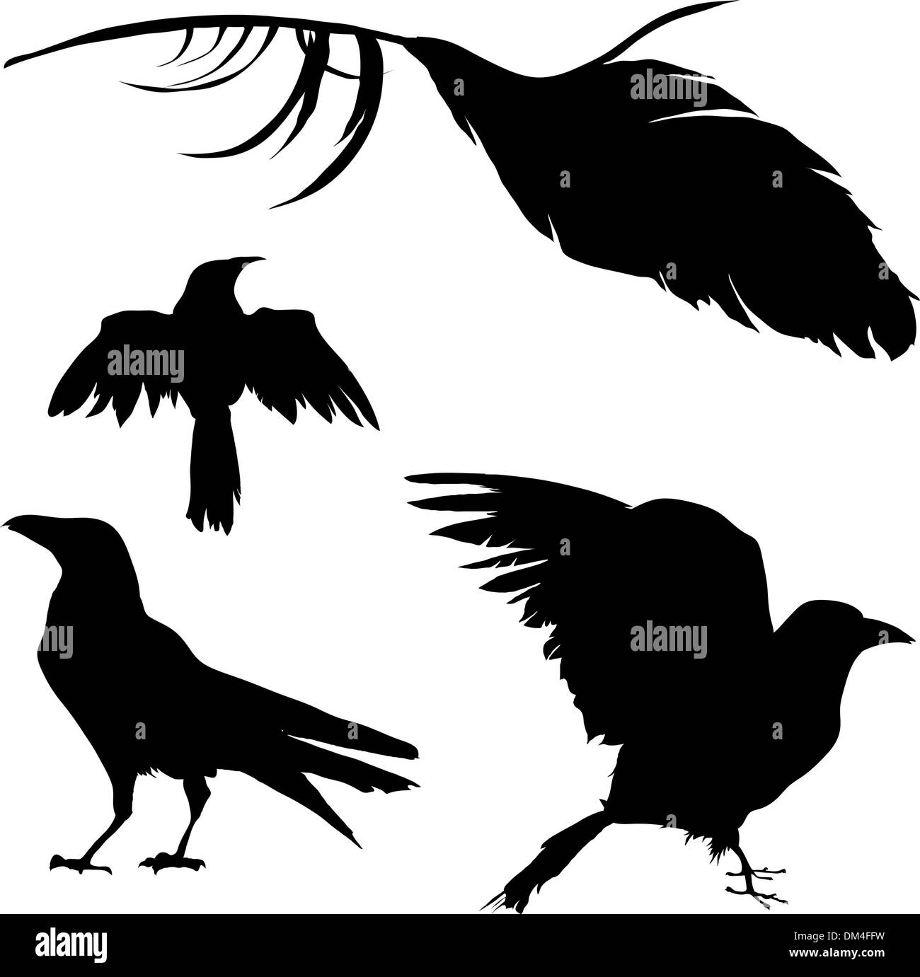 Crow, raven, merlo, e piuma Illustrazione Vettoriale