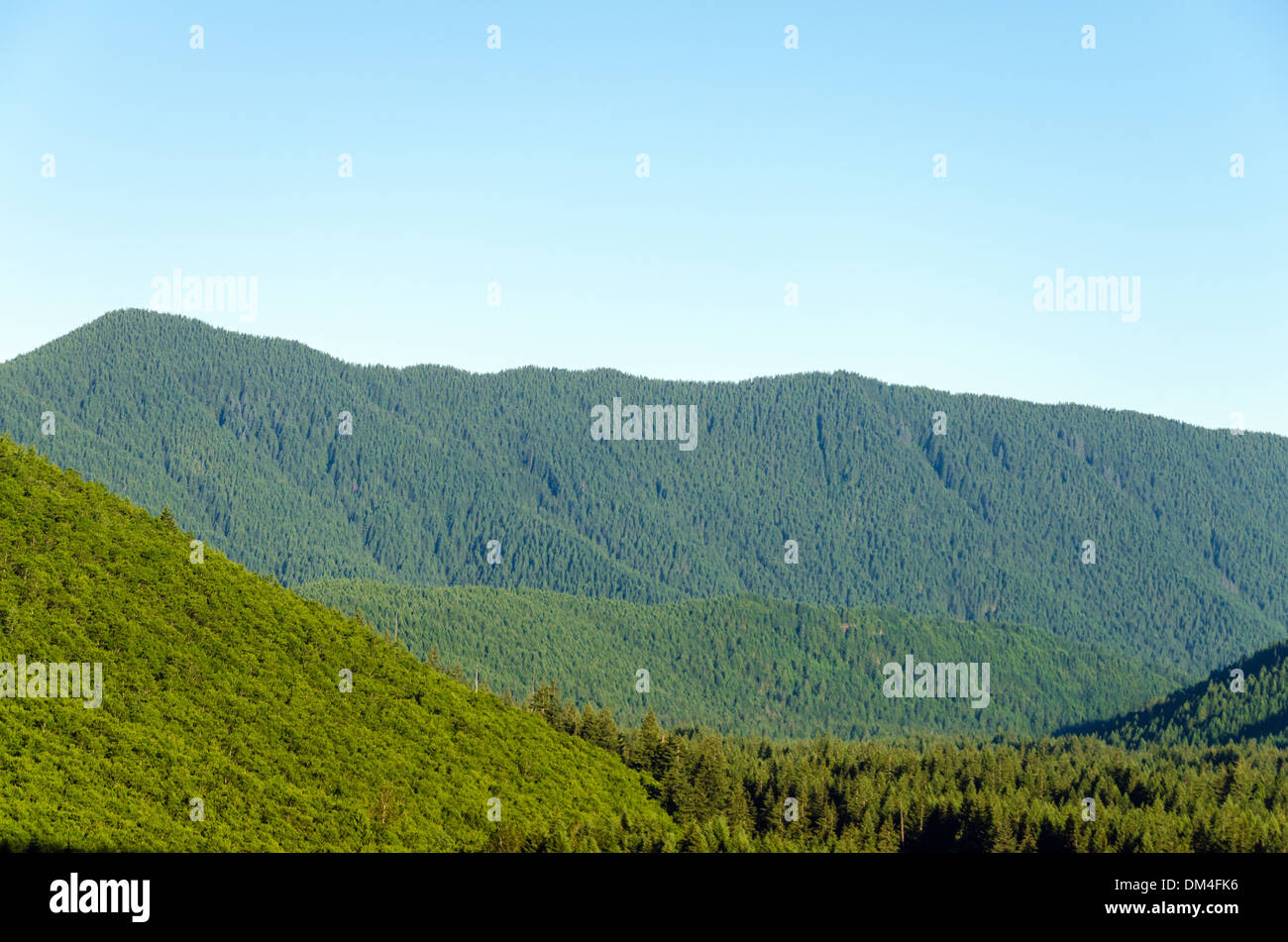 Lussureggianti verdi colline tappezzate in alti pini Foto Stock