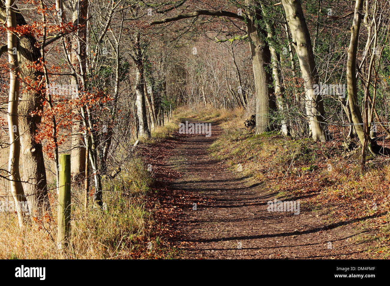 Il tardo autunno paesaggio in Inghilterra rurale con un sentiero tra gli alberi Foto Stock