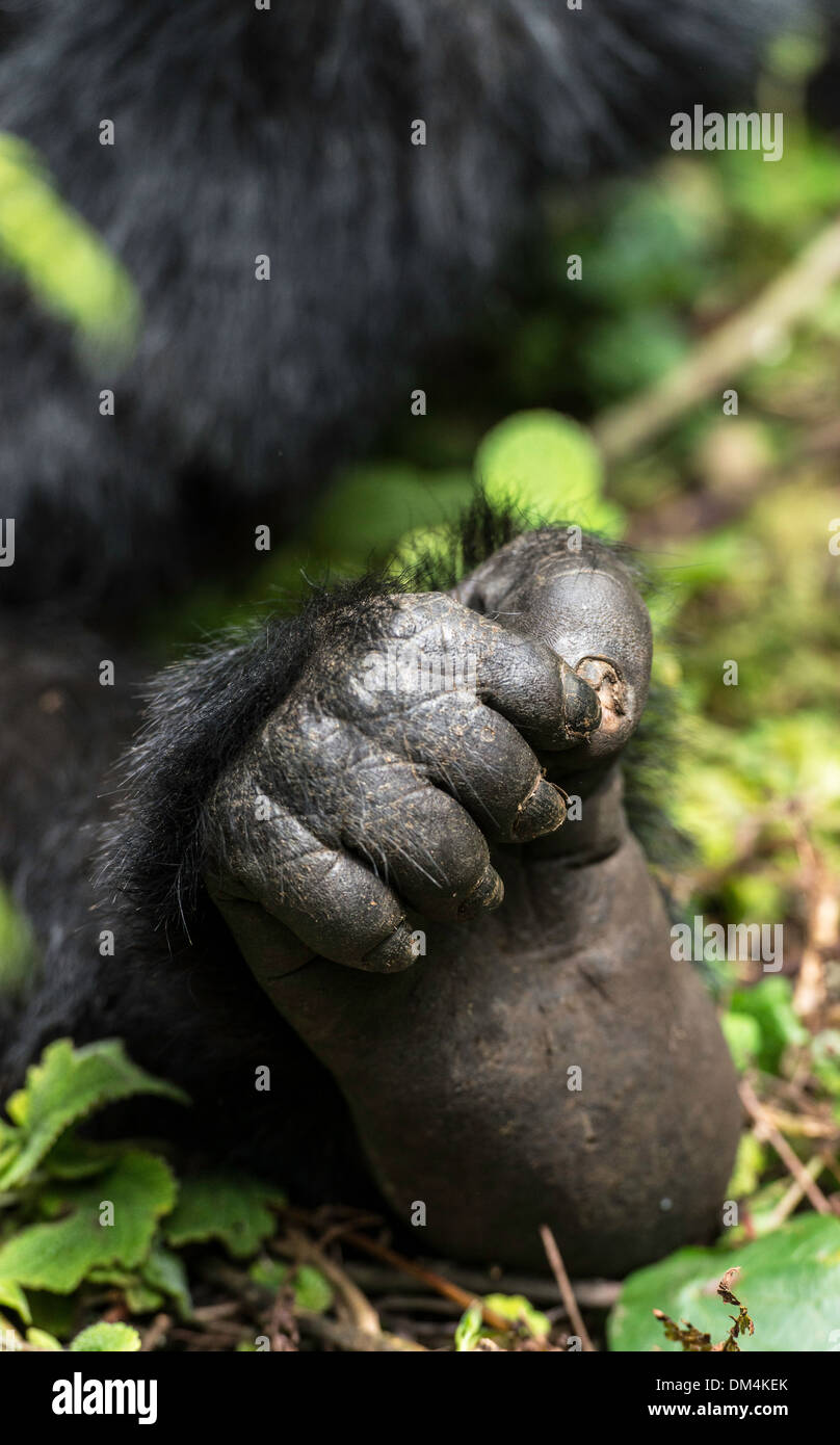 Gorilla di Montagna piedi Beringei Beringei Parco Nazionale Vulcani Ruanda Africa Foto Stock