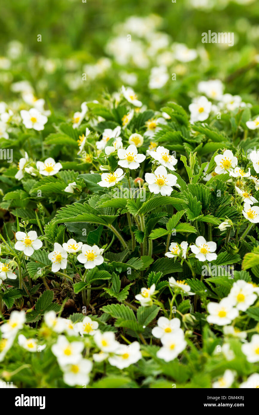 Close up da bellissimi fiori di fragola Foto Stock