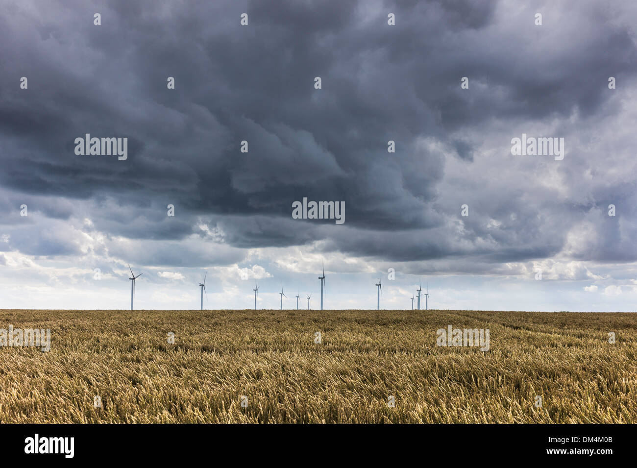Aria di tempesta su turbine eoliche in un campo di grano di maturazione nei pressi di Beverley, East Riding of Yorkshire, Regno Unito. Foto Stock