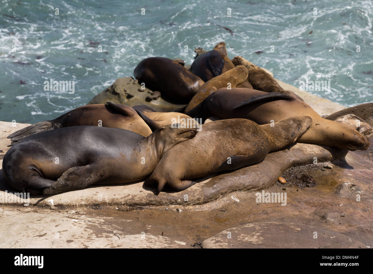 Un gruppo di California i leoni di mare prendere il sole sulle rocce a La Jolla Cove, San Diego, California Foto Stock