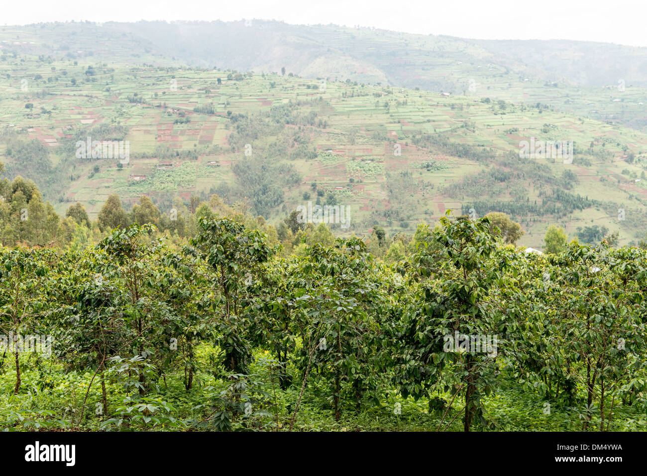 Piantagione di caffè sulla strada per il Parco Nazionale dei Vulcani Ruanda Africa Foto Stock