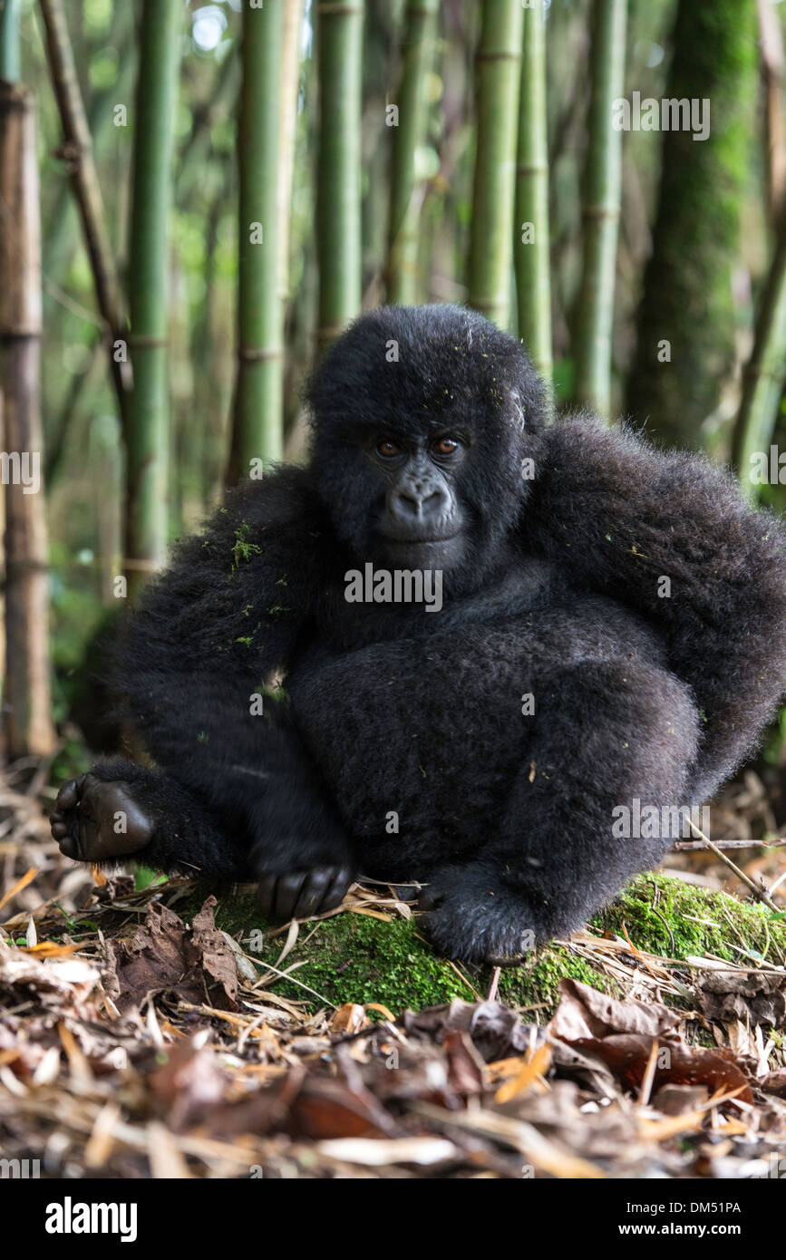 Mountain Gorilla Beringei Beringei Parco Nazionale Vulcani Ruanda Africa Foto Stock