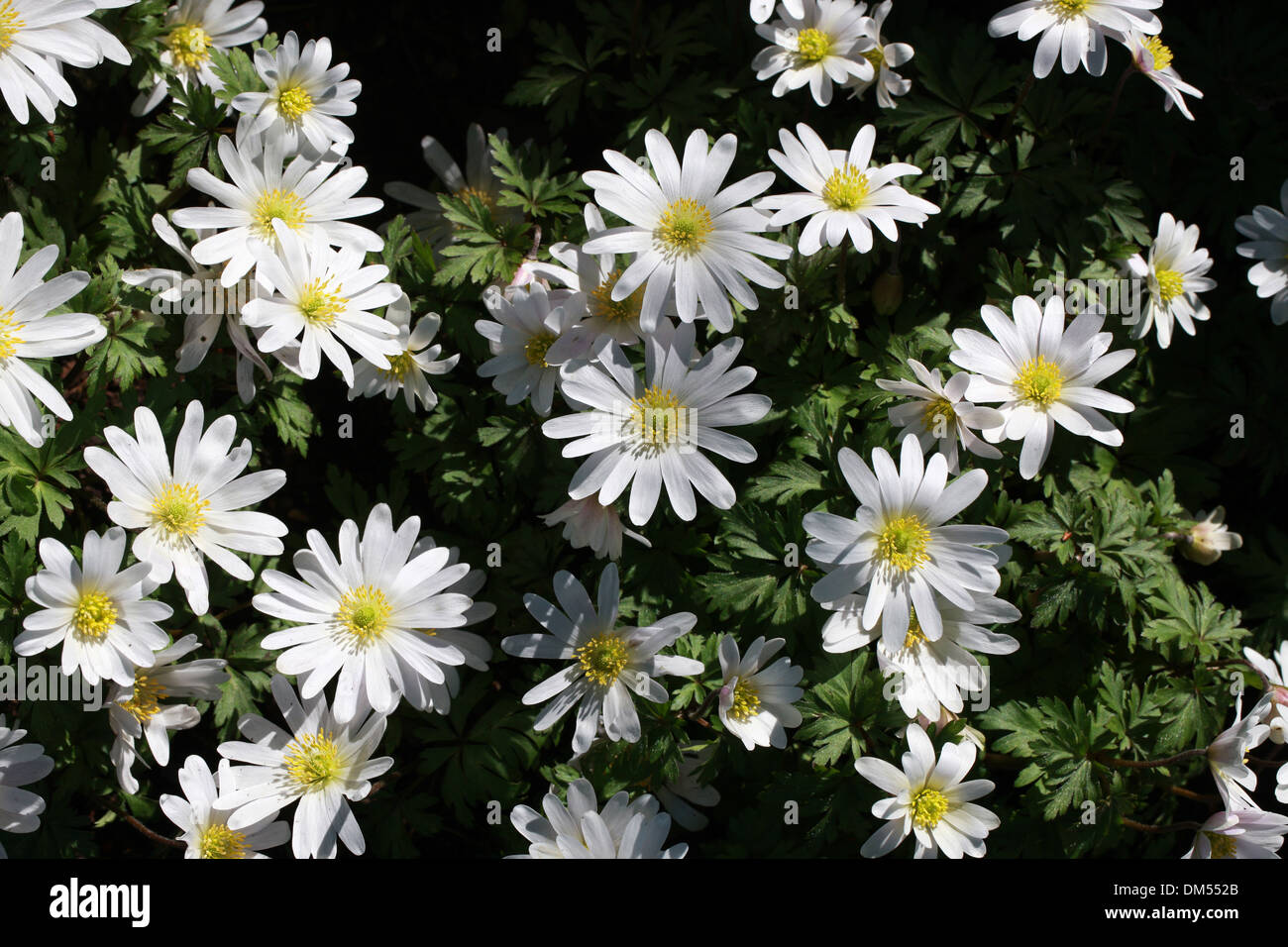 Anemone, Grecian Windflower, Anemone blanda " splendore bianco', Ranunculaceae. Foto Stock