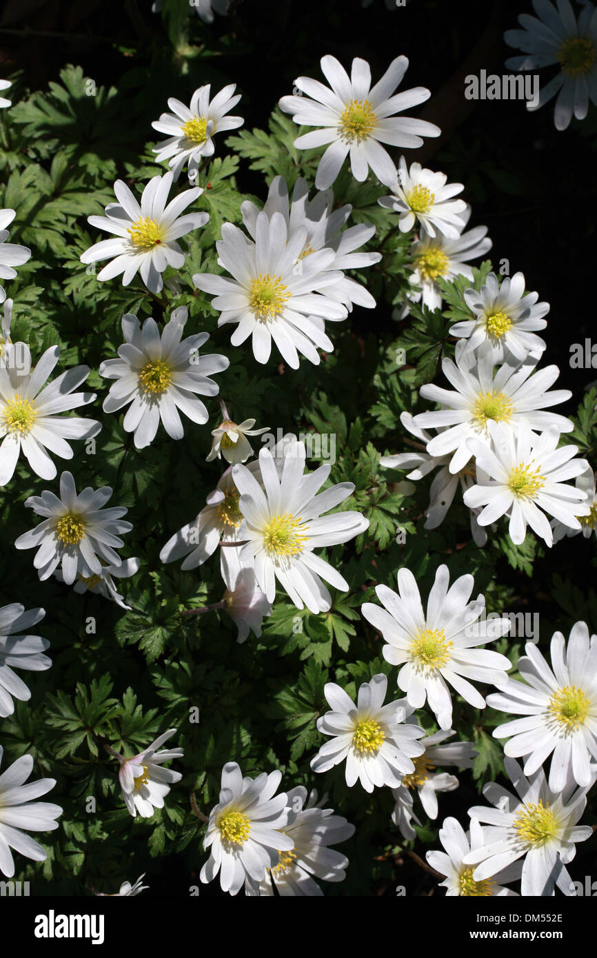 Anemone, Grecian Windflower, Anemone blanda " splendore bianco', Ranunculaceae. Foto Stock