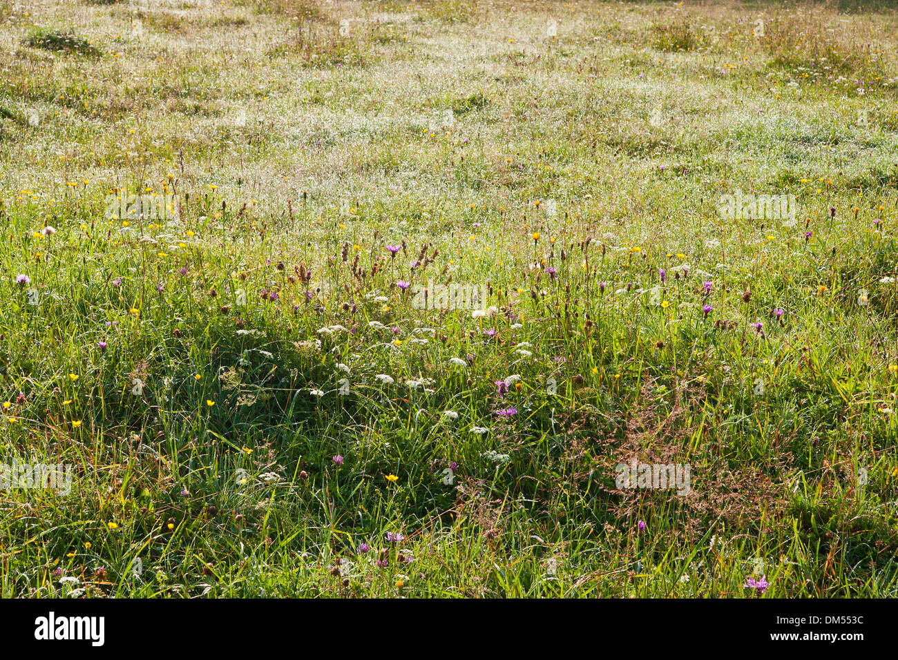 In Baviera, Germania Baviera superiore, Ruhpolding, agricoltura, agraria, paesaggio, paesaggio, fiore prati, prati Foto Stock