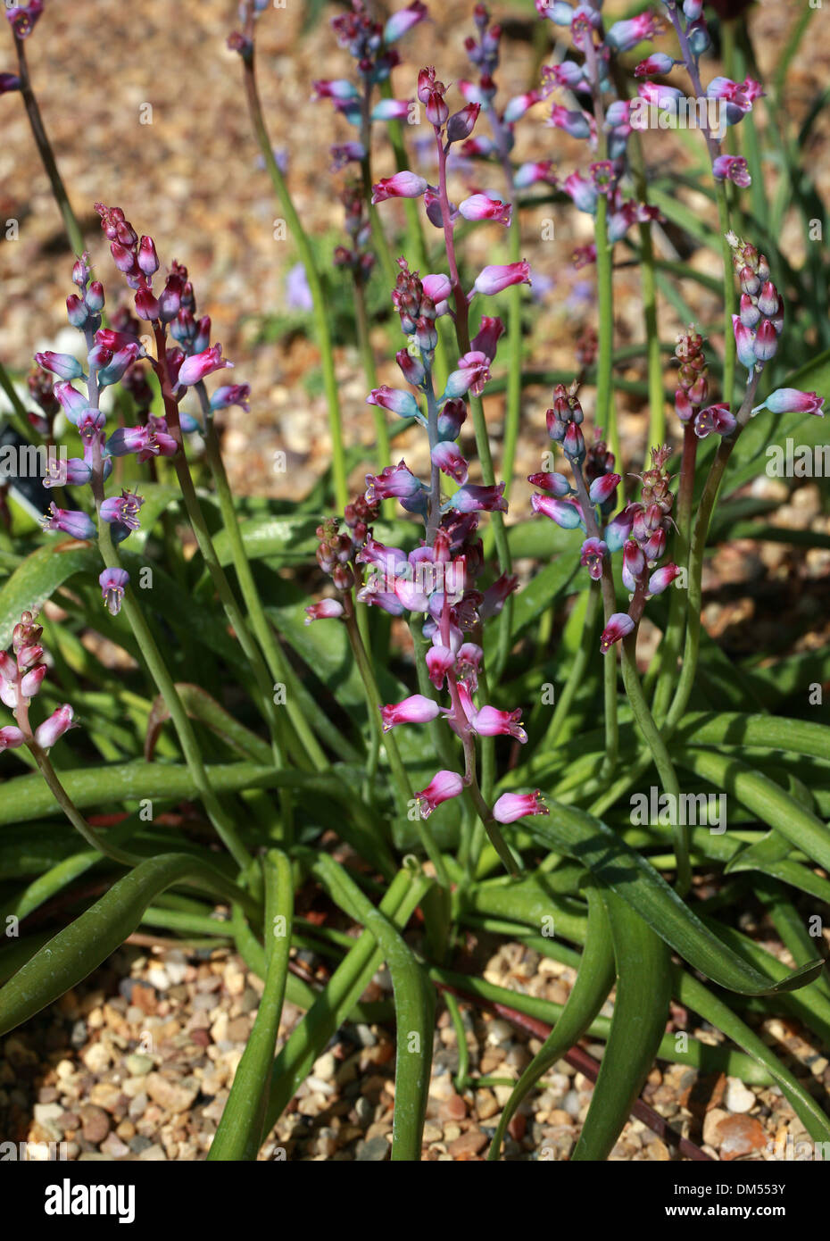 Lachenalia rosea, Hyacinthaceae, Provincia del Capo, in Sud Africa Foto Stock