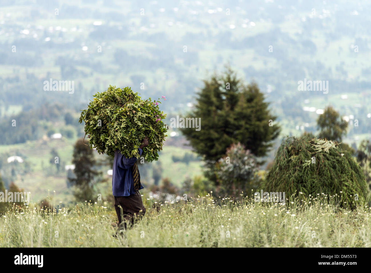 Le persone che lavorano nei campi Parco Nazionale Vulcani Ruanda Africa Foto Stock