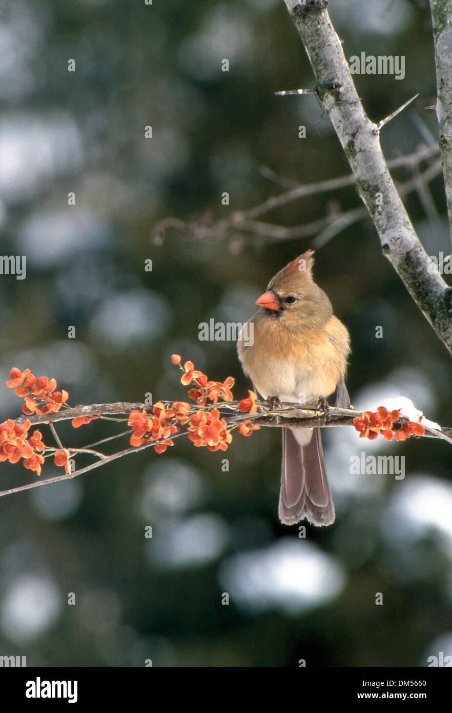 Il cardinale femmina, Cardinale cardinalis, sul ramo in inverno con bacche agrodolce e neve, Missouri, Stati Uniti d'America Foto Stock