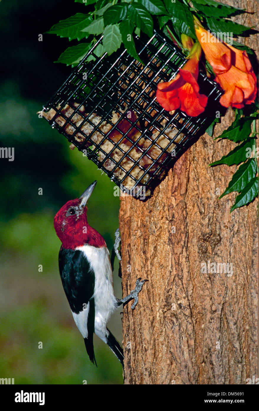 Red-headed Picchio, Melanerpes erythrocephalus, su albero plica suet dal cesto con orange tromba vine fioriture dei fiori, US Foto Stock