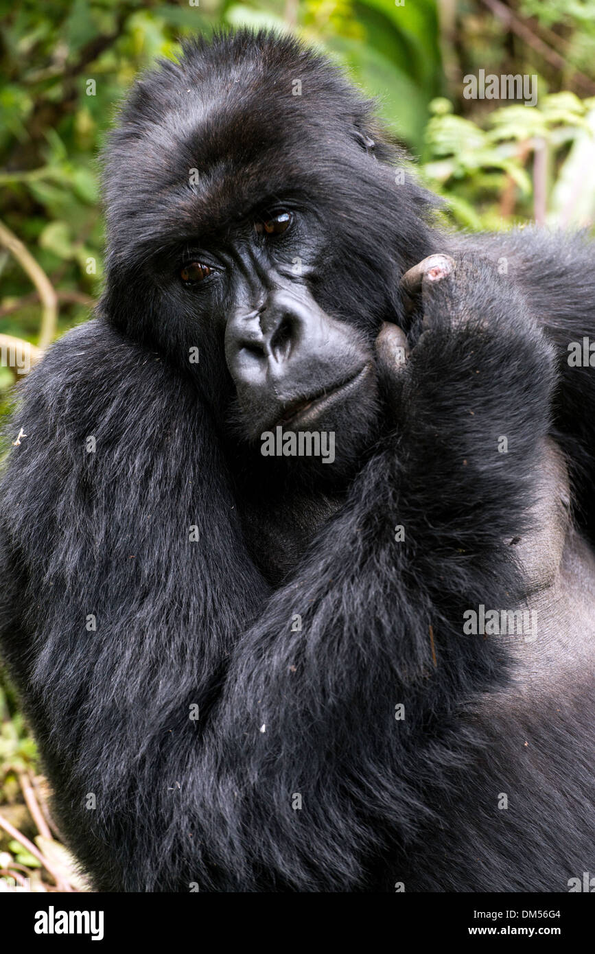 Mountain Gorilla Beringei Beringei Parco Nazionale Vulcani Ruanda Africa Foto Stock