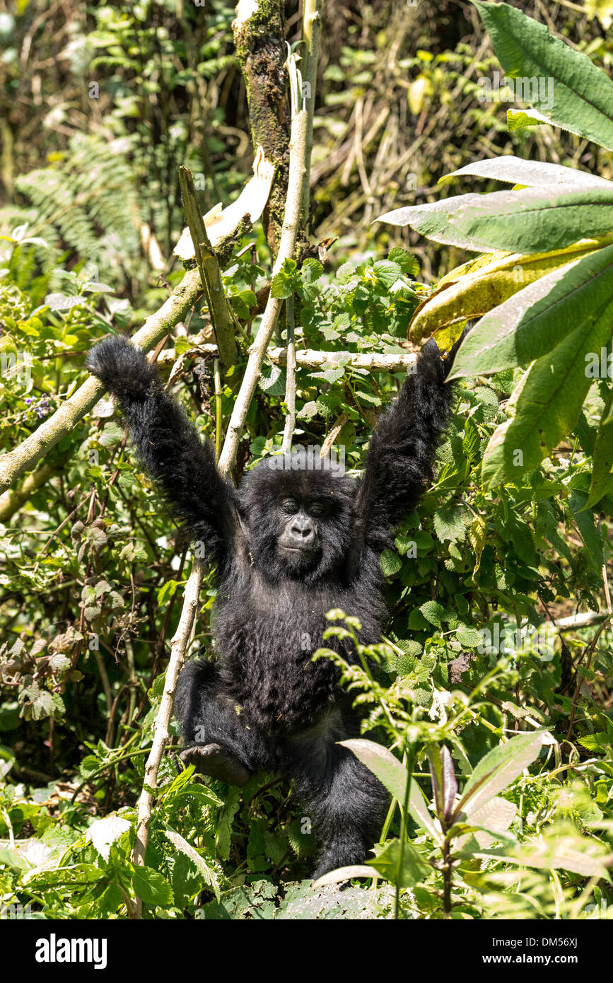 Baby Gorilla di Montagna Beringei Beringei Parco Nazionale Vulcani Ruanda Africa Foto Stock