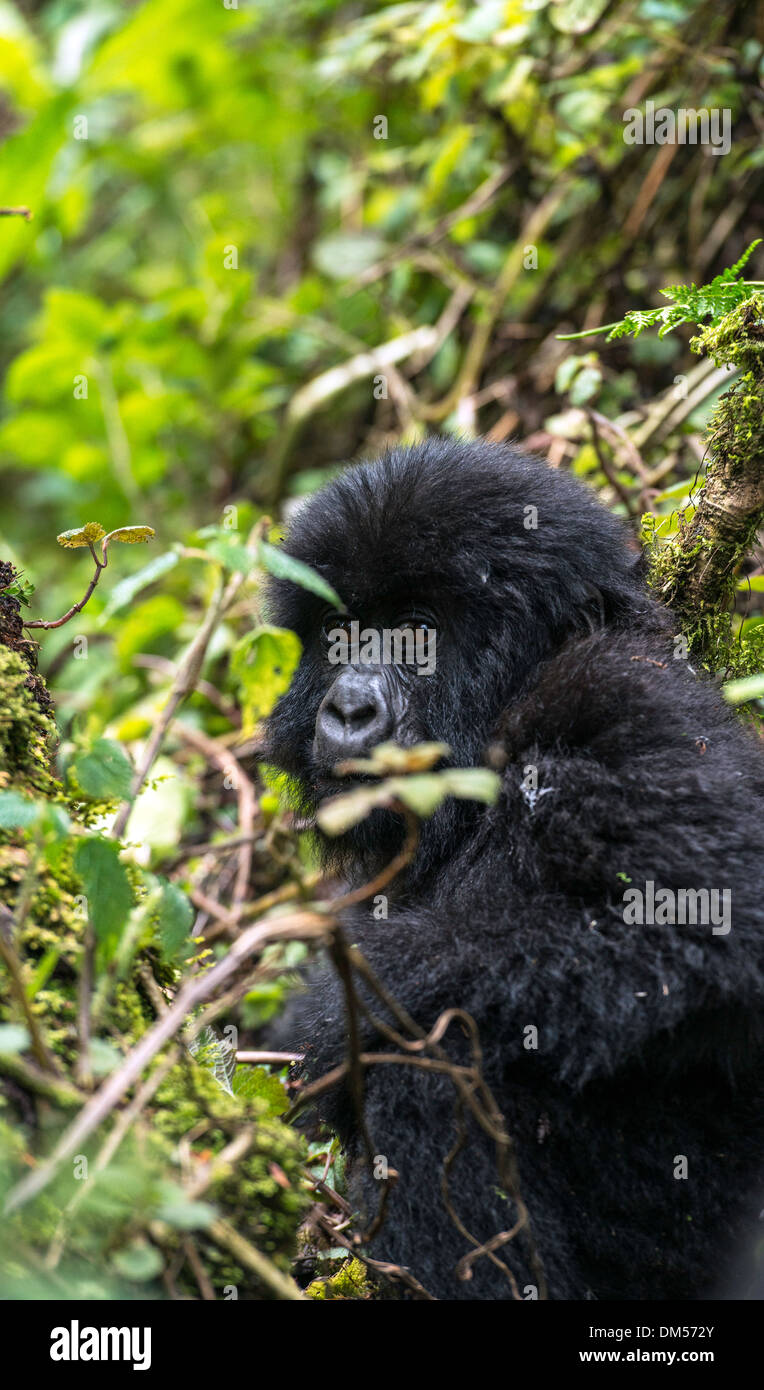 Baby Gorilla di Montagna Beringei Beringei Parco Nazionale Vulcani Ruanda Africa Foto Stock