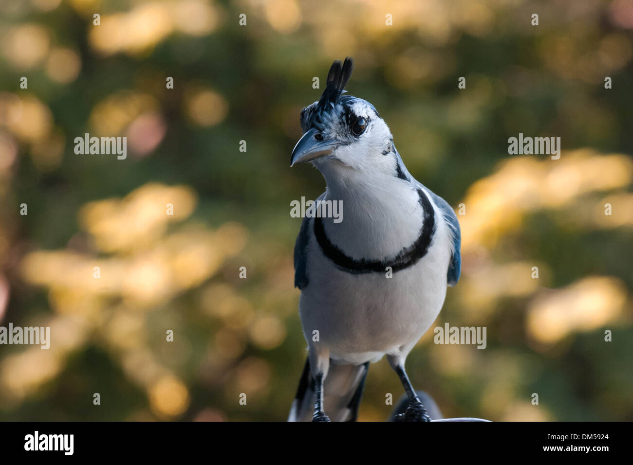 Un Blue Jay sul ristorante Foto Stock