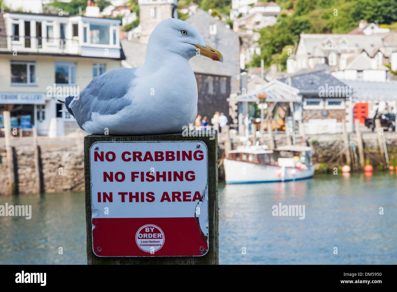 UK Regno Unito Europa Gran Bretagna Bretagna Inghilterra Cornovaglia Looe Harbour Porto Seagull Gabbiani Uccelli Bird funny divertente Foto Stock