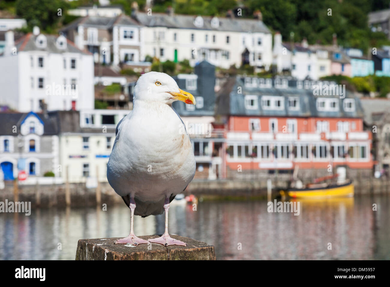 UK Regno Unito Europa Gran Bretagna Bretagna Inghilterra Cornovaglia Looe Harbour Porto Seagull Gabbiani Uccelli Bird funny divertente Foto Stock