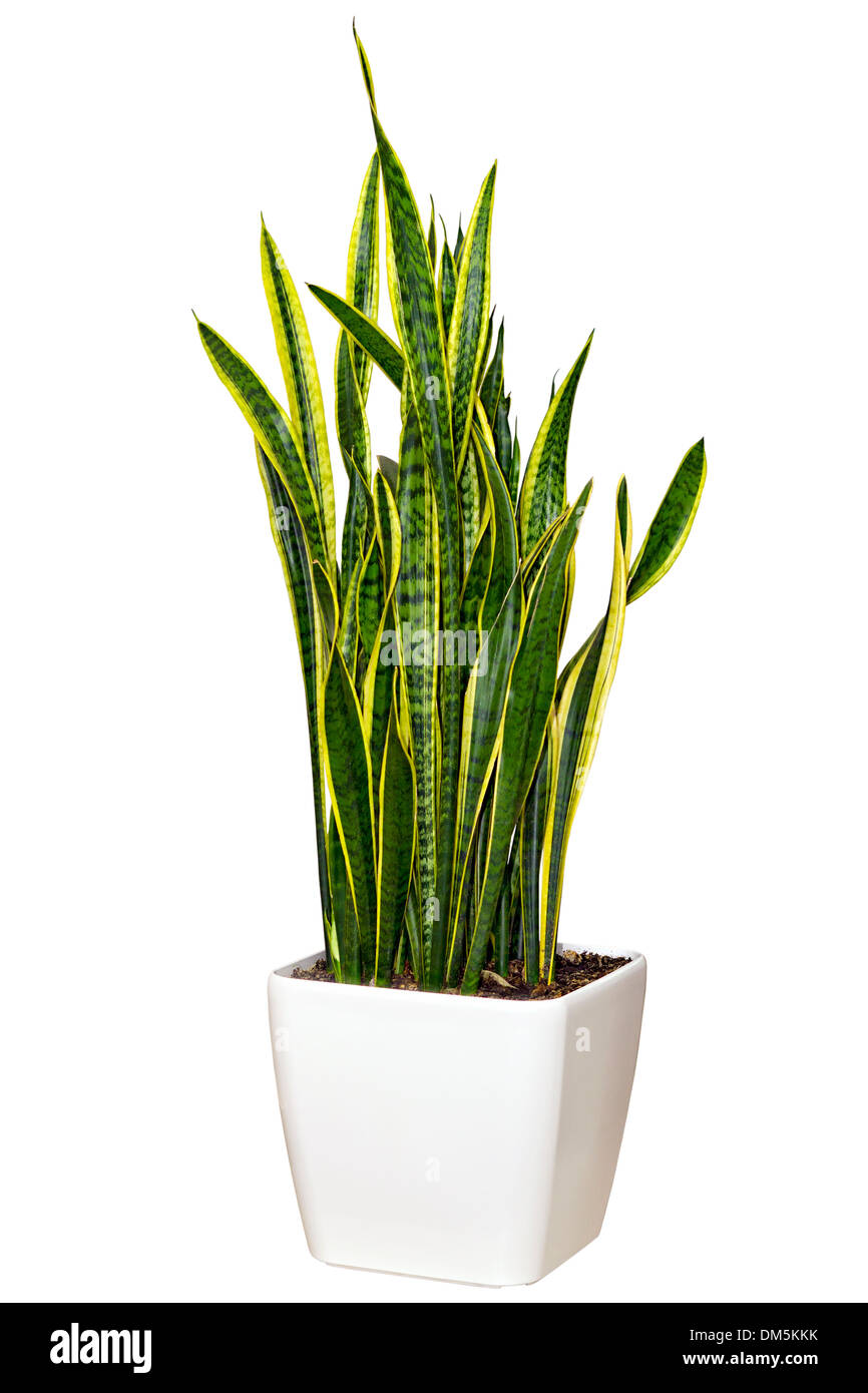 Houseplant Sansevieriya in una pentola grande isolato bianco su sfondo bianco Foto Stock