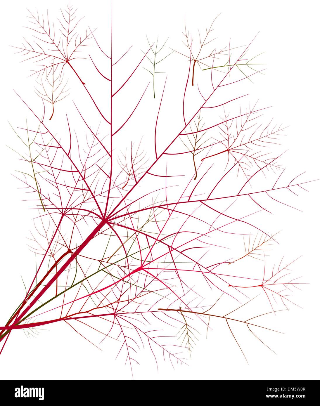 Bouquet di acero contro sky, l'autunno. Illustrazione Vettoriale