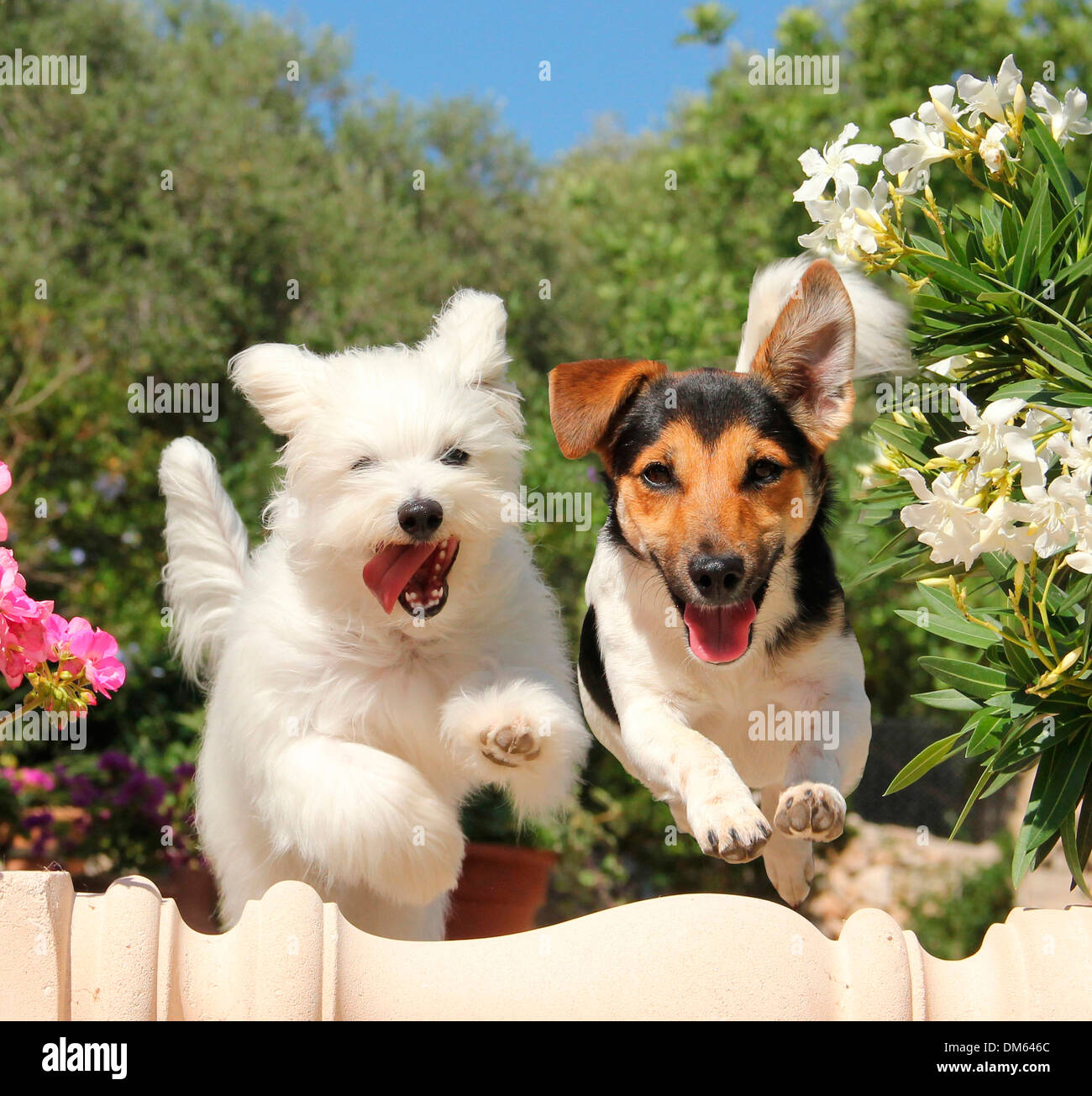 Il Maltese Jack Russell Terrier saltando giacente colonna Foto Stock