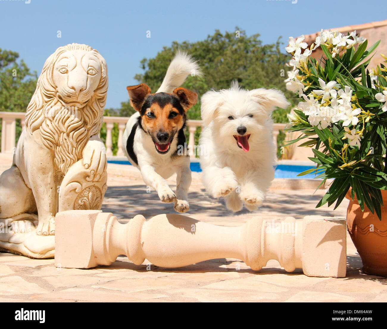 Il Maltese Jack Russell Terrier saltando su colonna giacenti il suolo Foto Stock