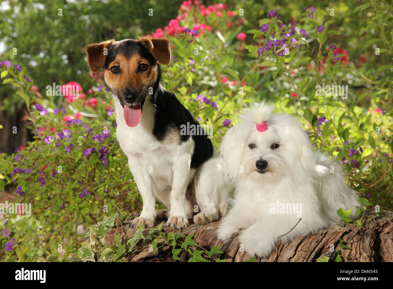 Il Maltese Jack Russell Terrier ceppo di albero giardino fiorito Foto Stock