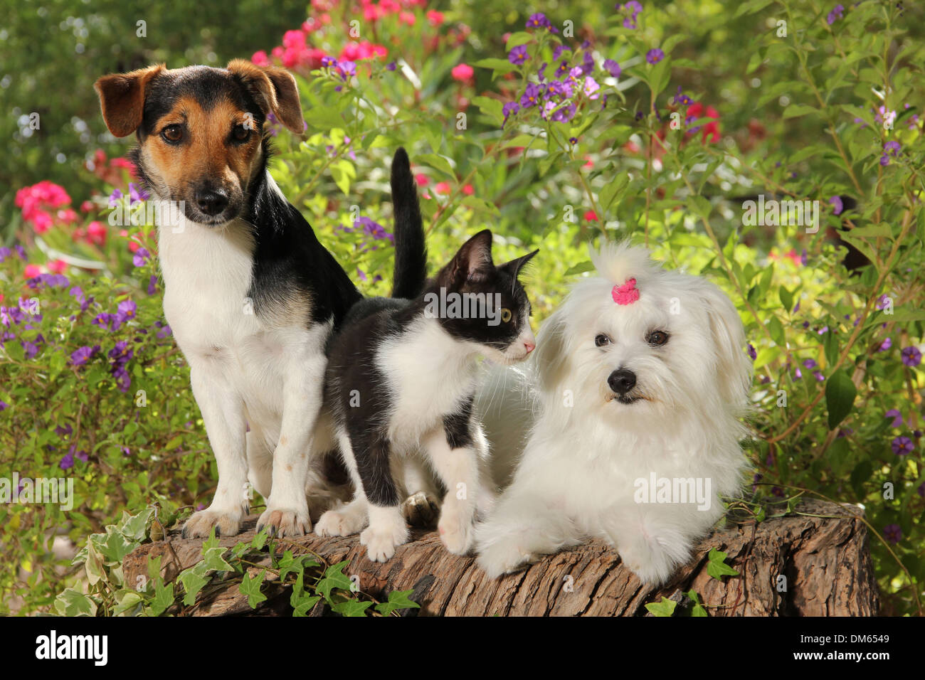Il Maltese Jack Russell Terrier gattino ceppo di albero giardino fiorito Foto Stock