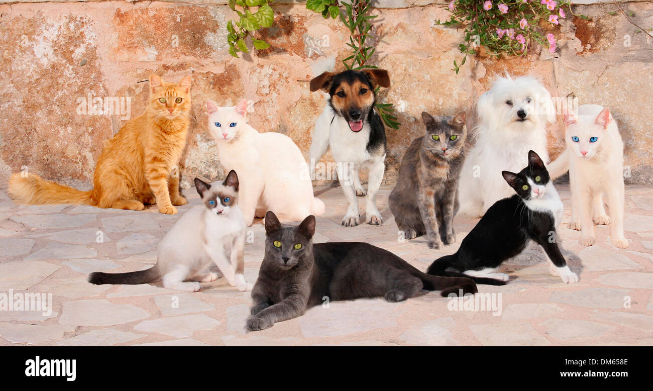 Il Maltese Jack Russell Terrier Sette gatti terrazza Foto Stock